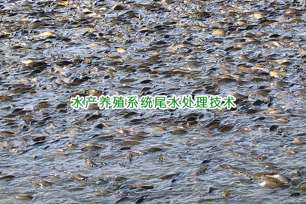 水產養殖系統水處理技術